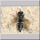 Oxybelus uniglumis - Weissfleckige Fliegenspiesswespe 08a 7mm - Sandgrube Niedringhaussee.jpg